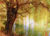 Annelise ROTH - Annelie R Photography